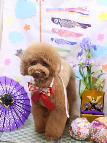 20240526ろこちゃん